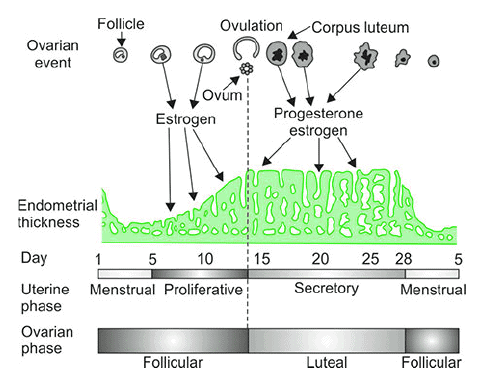 Male and Female Reproductive Physiology Chapter Notes | Physiology - NEET PG