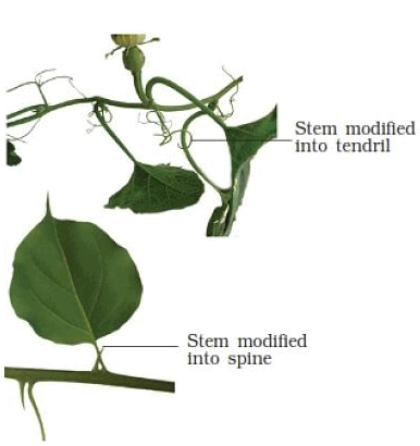 Morphology of Flowering Plants Class 11 Notes Biology Chapter 5