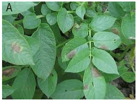 Anatomy of Flowering Plants Class 11 Notes Biology Chapter 6