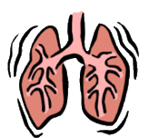 Breathing and Exchange of Gases Class 11 Notes Biology Chapter 17
