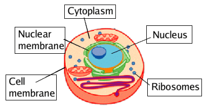 Cell - The Unit of Life Class 11 Notes Biology Chapter 8