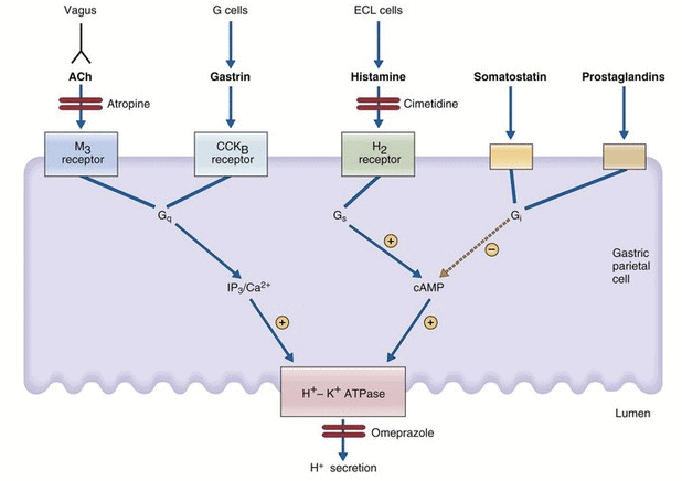 Gastrointestinal Physiology Chapter Notes | Physiology - NEET PG