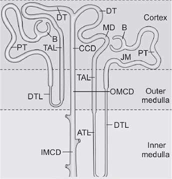 Renal Physiology Chapter Notes | Physiology - NEET PG