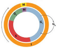 Cell Cycle and Cell Division Class 11 Notes Biology Chapter 10
