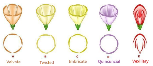 Morphology of Flowering Plants Class 11 Notes Biology Chapter 5