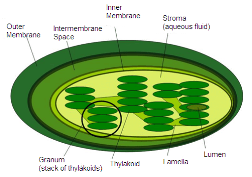 Photosynthesis in Higher Plants Class 11 Notes Biology Chapter 13