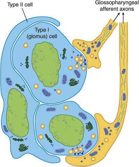 Regulation of Respiration and Applied Physiology Chapter Notes | Physiology - NEET PG