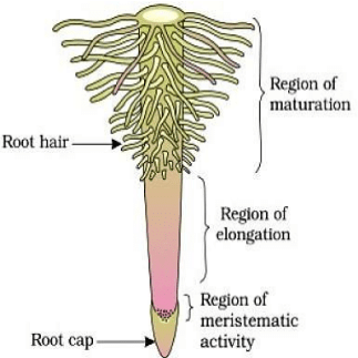 Morphology of Flowering Plants Class 11 Notes Biology Chapter 5
