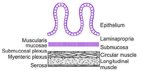 Gastrointestinal Physiology Chapter Notes | Physiology - NEET PG