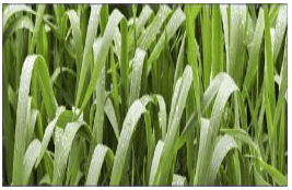 Anatomy of Flowering Plants Class 11 Notes Biology Chapter 6