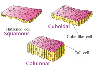 Revision Notes: Structural Organization in Animals | NCERT Exemplar & Revision Notes for NEET