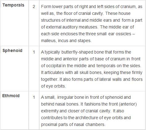 Locomotion and Movement Class 11 Notes Biology Chapter 20