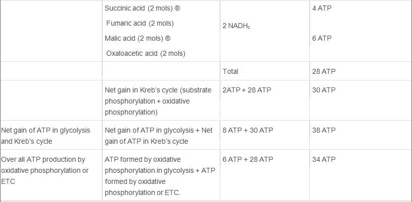 Respiration in Plants Class 11 Notes Biology Chapter 14