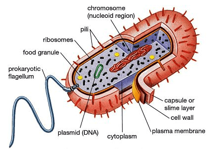 Prokaryote