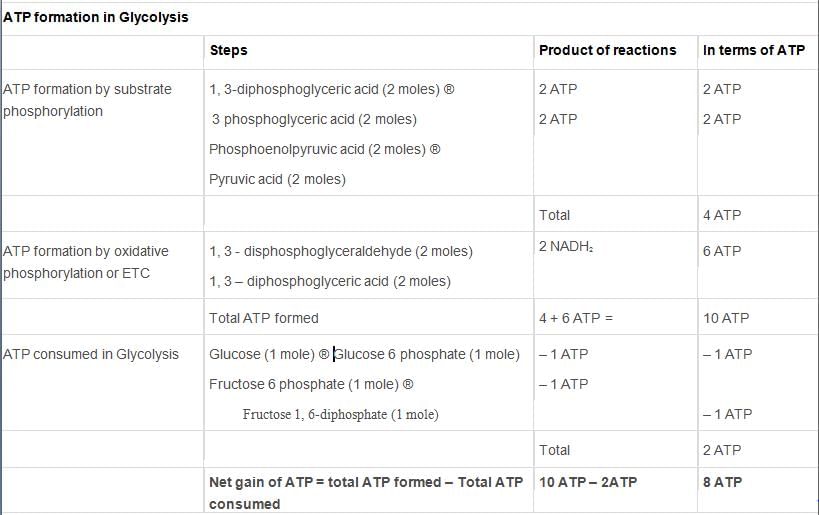 Respiration in Plants Class 11 Notes Biology Chapter 14