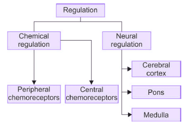 Regulation of Respiration and Applied Physiology Chapter Notes | Physiology - NEET PG