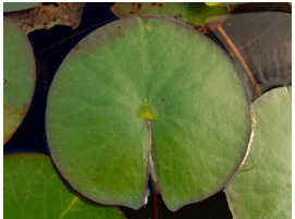 Anatomy of Flowering Plants Class 11 Notes Biology Chapter 6