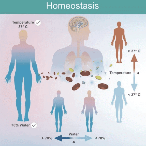 Homeostasis of Body Fluids Chapter Notes | Physiology - NEET PG