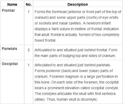Locomotion and Movement Class 11 Notes Biology Chapter 20