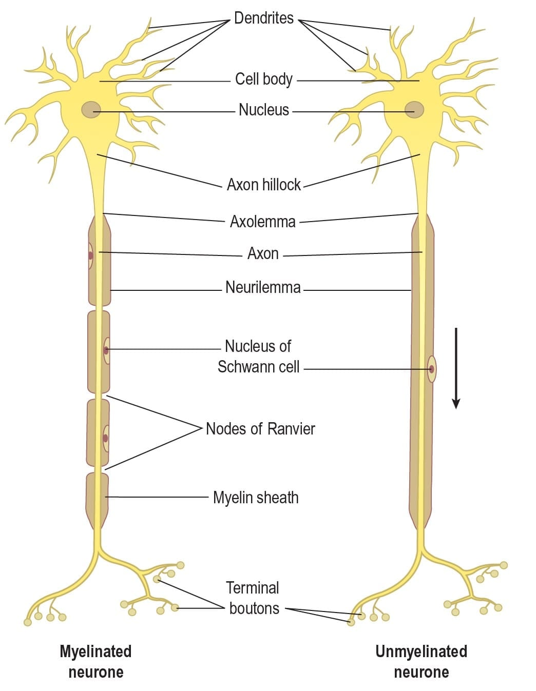 The Nervous System - 1 Chapter Notes - Anatomy and Physiology in Health