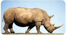 Rhinoceros