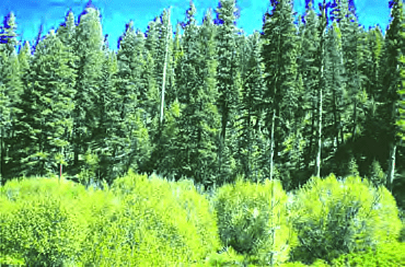 Pine forests