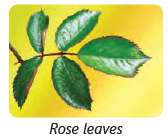 Parts of a Plant Class 3 Notes Science