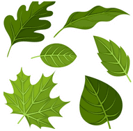 NCERT Solutions for Class 4 English - The Little Fir Tree
