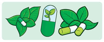 Worksheet: The Plant Fairy - 2 | EVS for Class 3