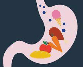 Digestive System - 2 Class 6 Worksheet Science