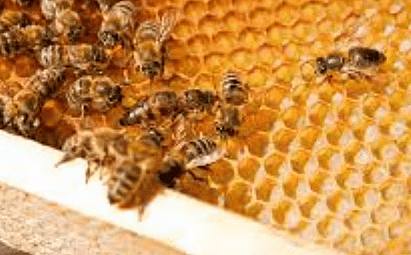 Anita and The Honeybees - 2 Class 4 Worksheet EVS Chapter 5