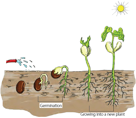 Stages of growth of a seed to a baby plant
