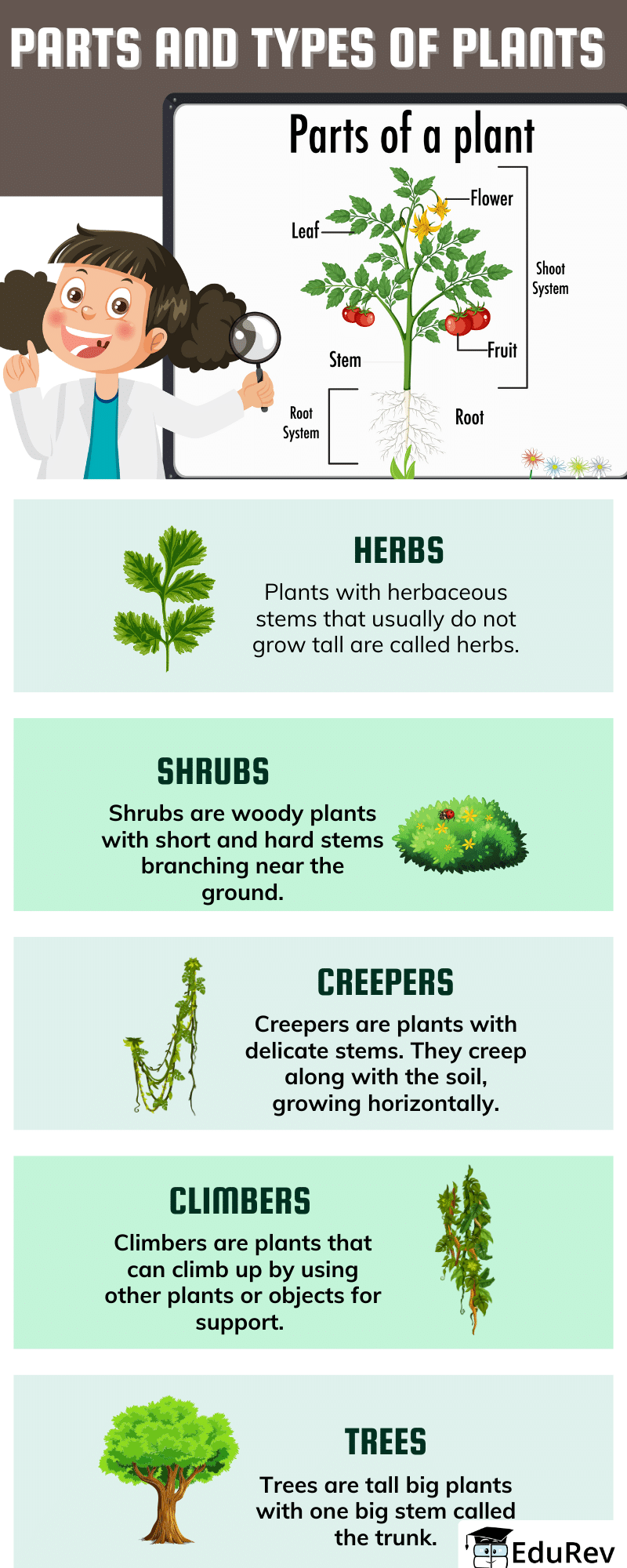 Infographics: Plants Around Us | EVS for Class 1