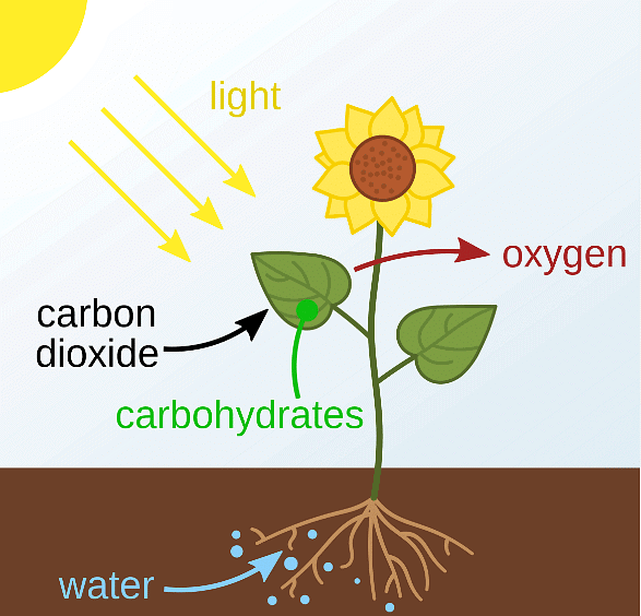 Food from Plants - 2 Class 1 Worksheet Science
