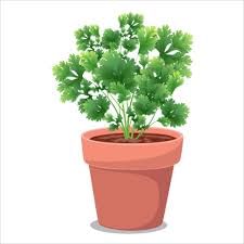 Worksheet: The Plant Fairy - 2 | EVS for Class 3