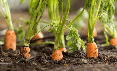 Uses of Plants - 2 Class 2 Worksheet Science