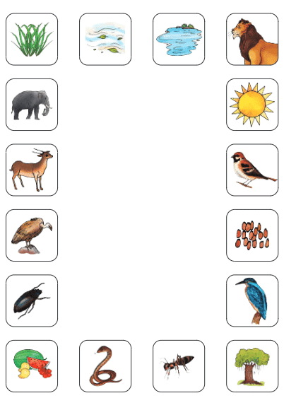 NCERT Solutions for Class 4 EVS Chapter 3 - Nature Trail