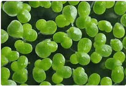 Duckweed