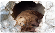 Hibernating bear