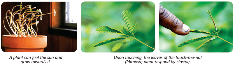 Living and Non-Living Things Class 3 Notes Science