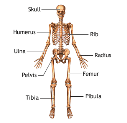 Short Answer Questions : Human Body : Organ Systems | Science for Class 3
