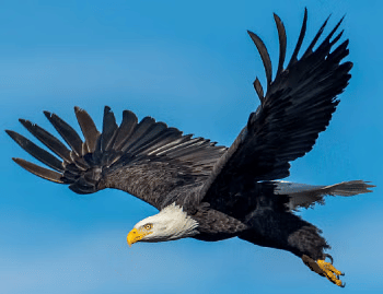 Flying High Chapter Notes | EVS for Class 3