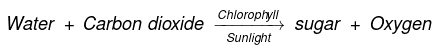 How Do Plants Make Their Food Class 4 Notes Science