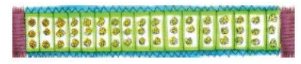 NCERT Solutions for Class 3 Maths - How Many Times