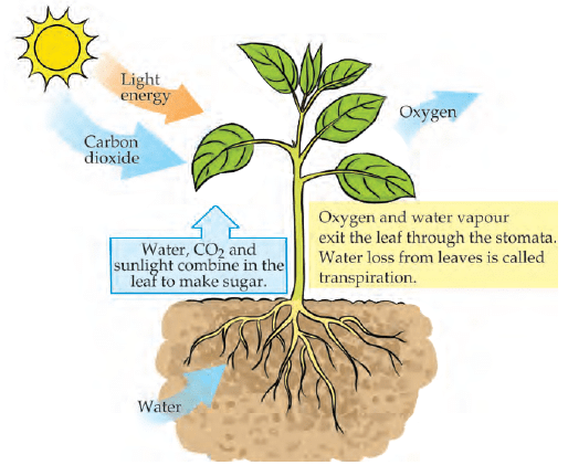 Photosynthesis
