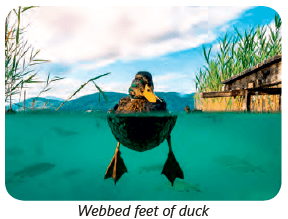 Birds: Food and More Class 3 Notes Science