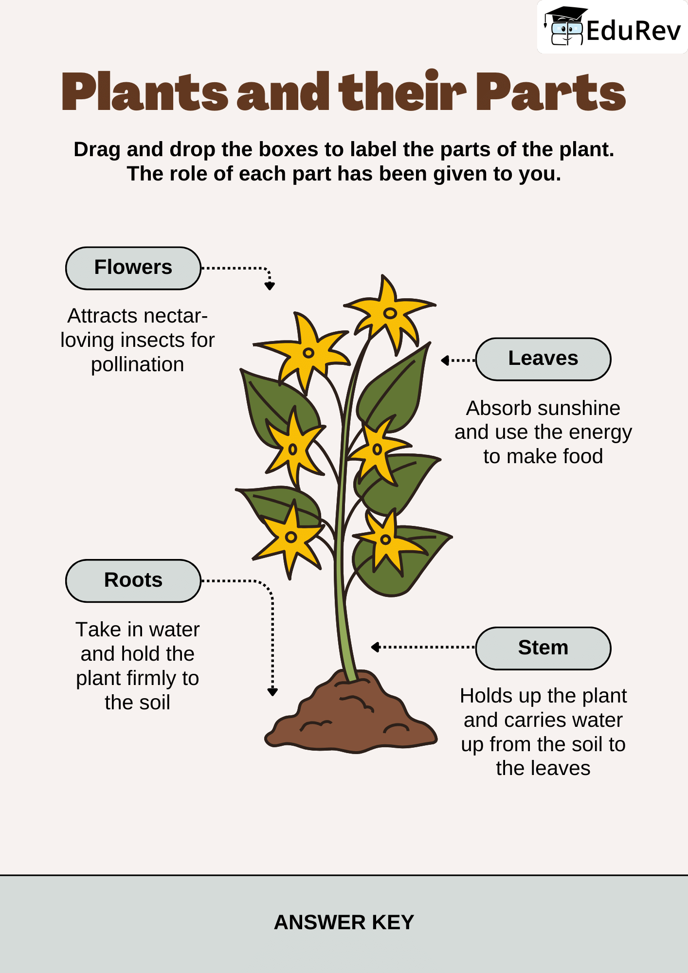 Visual Worksheet Solutions: Parts of Plants