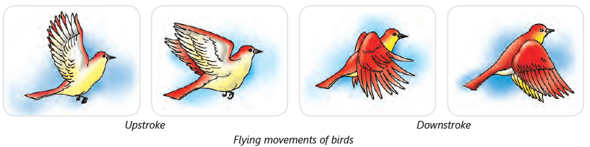 Birds: Food and More Class 3 Notes Science