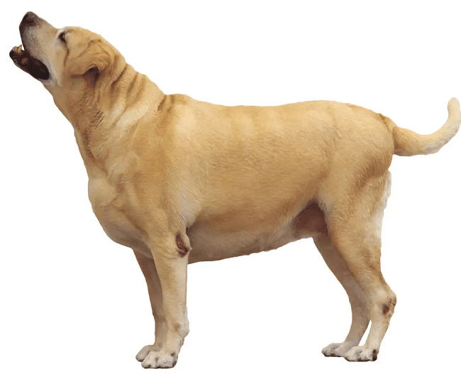 Domestic Animals - 2 Class 2 Worksheet Science