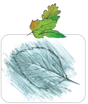 NCERT Solutions for Class 4 EVS Chapter 3 - Nature Trail